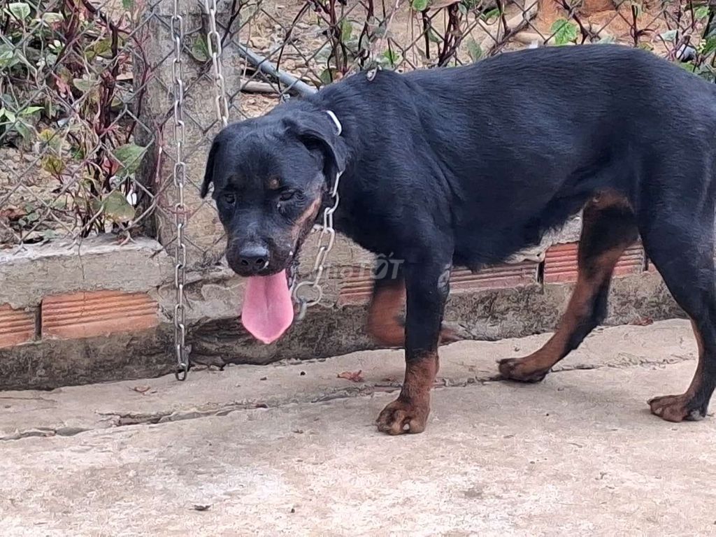 Chó Thuần chủng cái. Mua bán Chó tại Thành phố Đồng Xoài Bình Phước được đăng bởi Nhân Rottweiler  hình 1