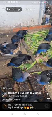 Trại thụy phưong bán chim trích cồ. Mua bán Chim tại Huyện Đông Anh Hà Nội được đăng bởi tổng kho gia dụng 