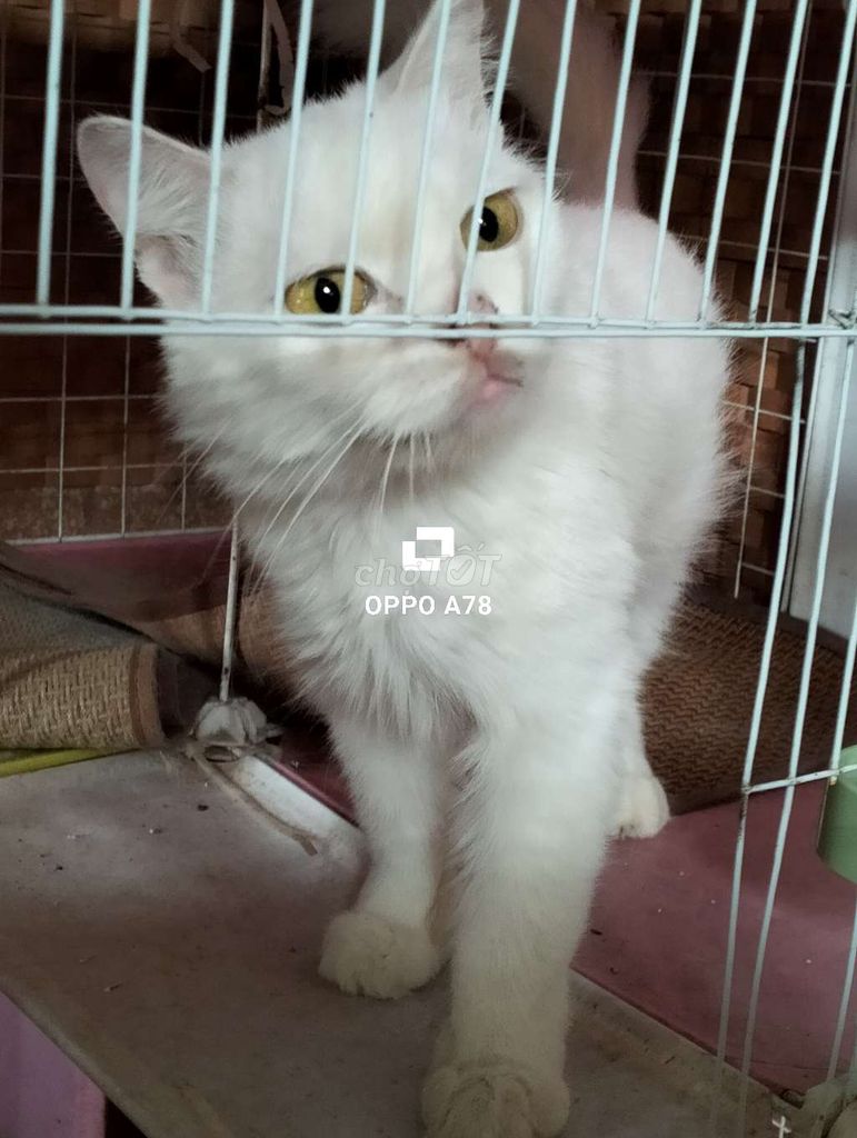 tìm mèo bị mất Xiêm cái Trắng. Mua bán Mèo tại Huyện Đức Linh Bình Thuận được đăng bởi Thy Thy hình 1