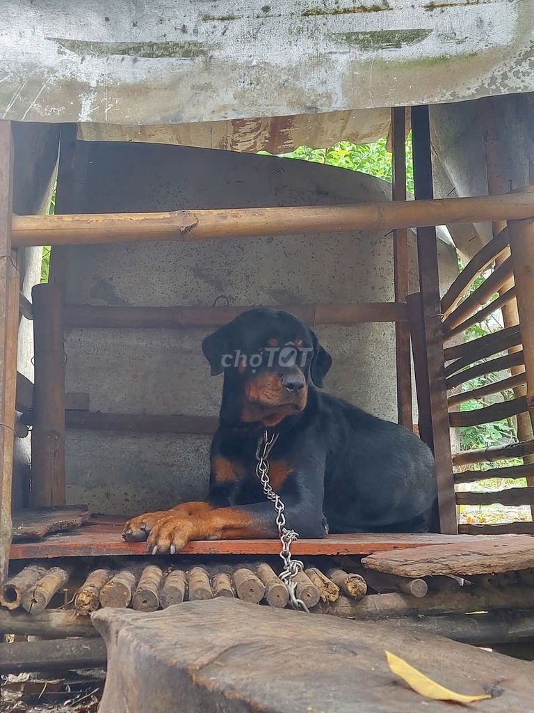 Chó Rottweiler cái tơ. Mua bán Chó tại Huyện Củ Chi Tp Hồ Chí Minh được đăng bởi Tứng Nói hình 4