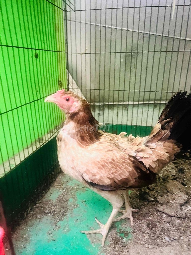 Gà Mỹ rặc mái đang đẻ lứa 2. Mua bán Gà tại Quận 8 Tp Hồ Chí Minh được đăng bởi Nguyễn Hoàng Tuấn hình 1