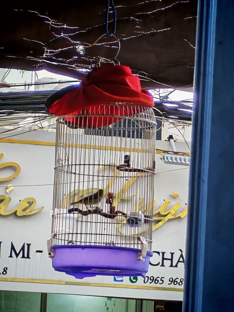 Chim vành khuyên mái. Mua bán Chim tại Quận 8 Tp Hồ Chí Minh được đăng bởi Nghị Hòa Tâm hình 1