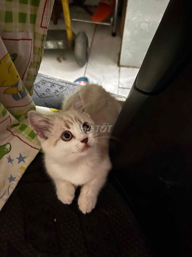 Mèo Anh lông ngắn trắng kem 4 tháng. Mua bán Mèo tại Quận 8 Tp Hồ Chí Minh được đăng bởi Khang Nguyễn hình 1
