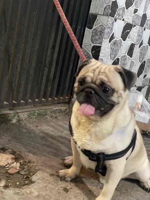 Chó Pug đực giống