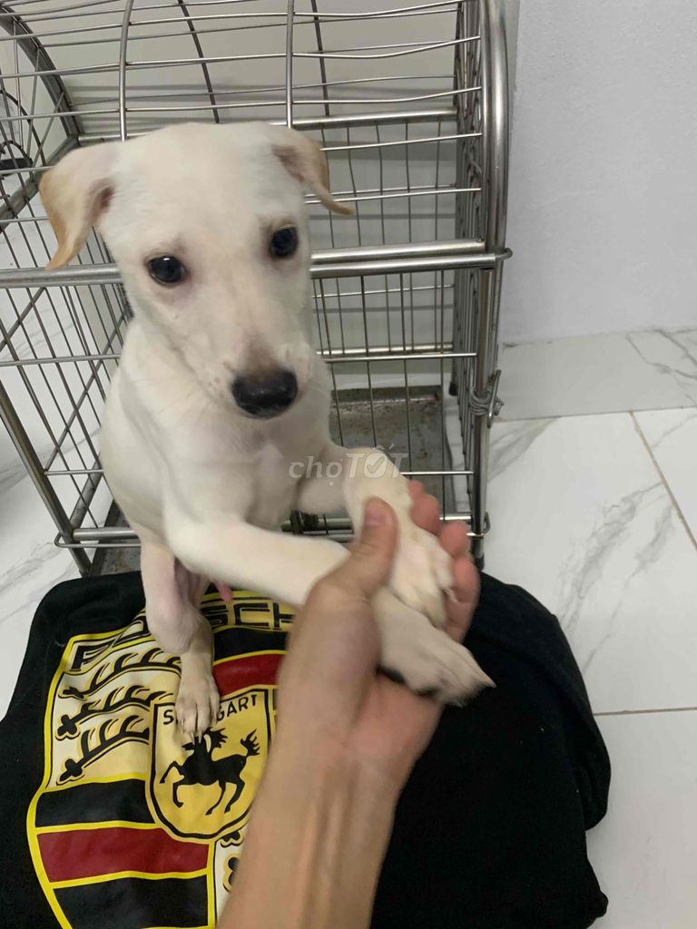 Chó Phốc hươu lai phú quốc 3 th��ng tuổi. Mua bán Chó tại Quận Long Biên Hà Nội được đăng bởi Chi hình 3