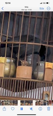 Chim cảnh cái thuần