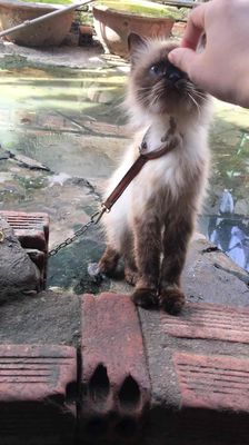 Mèo Xiêm Nâu kem
