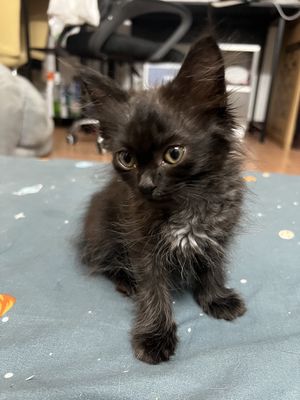 Mèo Anh Lông Dài đực 2 tháng tuổi
