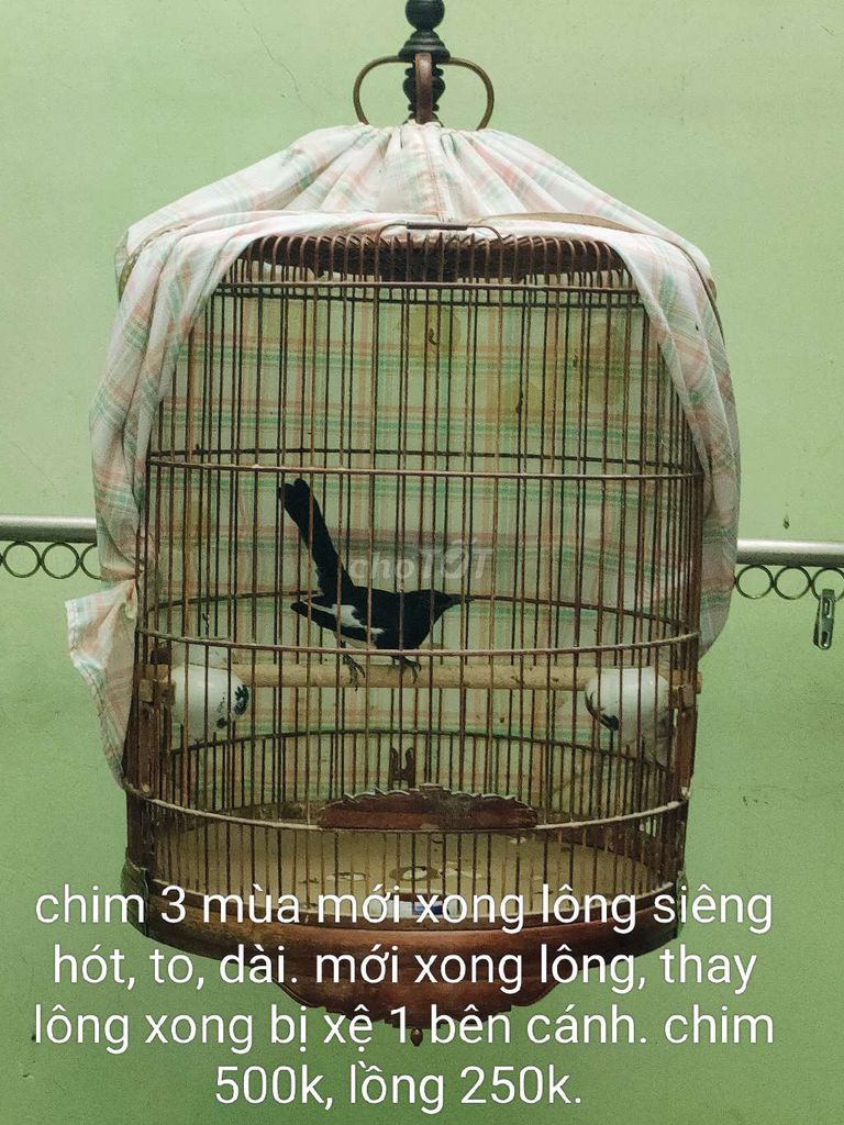 nghỉ hè đi chơi dài ngày thanh lý 5 e than. Mua bán Chim tại Quận 12 Tp Hồ Chí Minh được đăng bởi Thắng hình 1