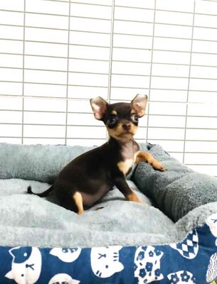 Chó Chihuahua 2 tháng tuổi