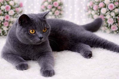 ALN BLUE (Đực) FORM SIÊU TO ~ 6kg - NUÔI PET