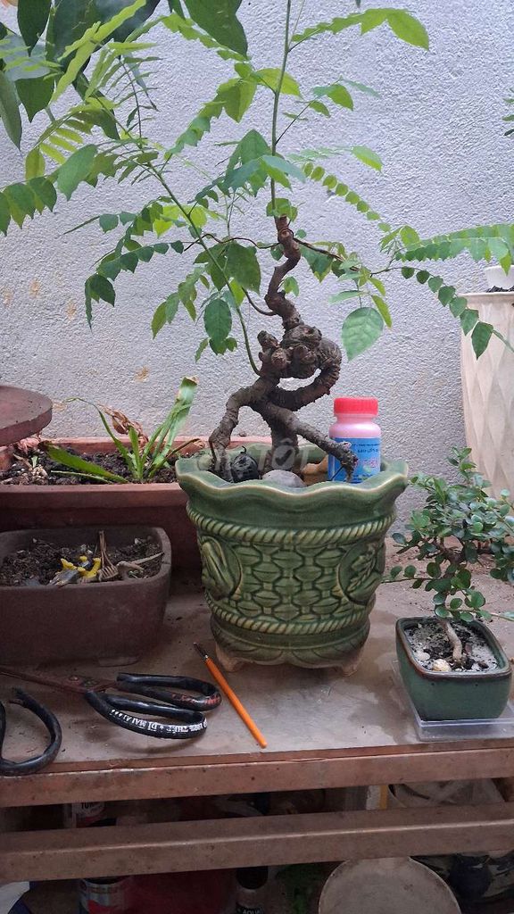 Cây khế Bonsai mini. Mua bán Cây cảnh, đồ trang trí tại Thành phố Thủ Đức Tp Hồ Chí Minh được đăng bởi SangVlog  hình 1