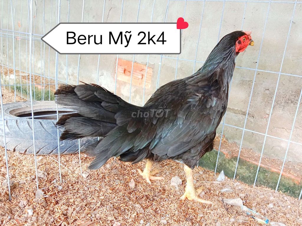 Mái Beru Mỹ trạng 2k6