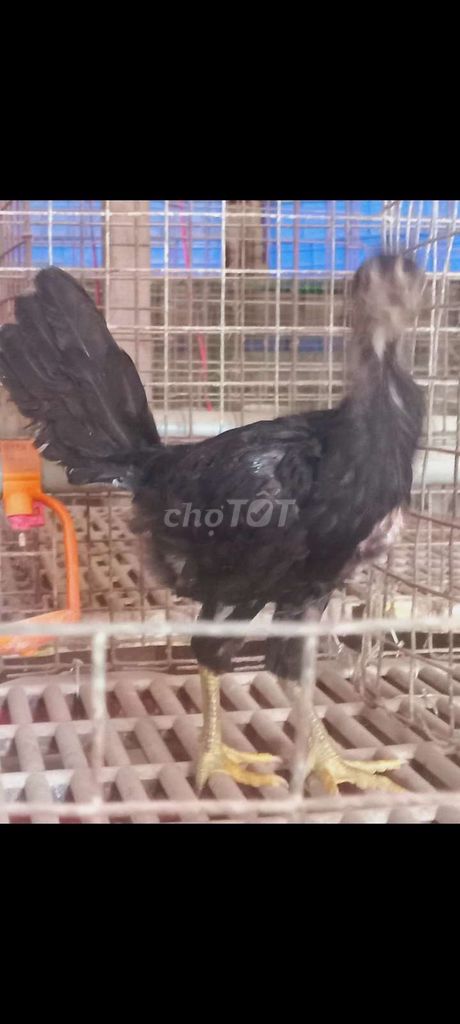 Gà nòi Mỹ con đen mái. Mua bán Gà tại Quận Thốt Nốt Cần Thơ được đăng bởi hautong hình 1