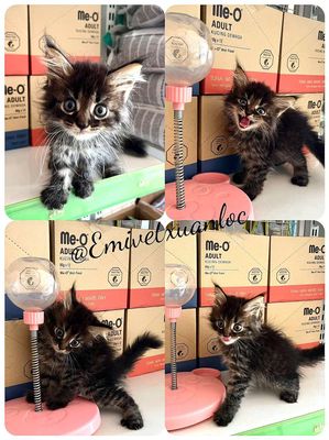 Mèo MaineCoon lai ALD Cái Đen vằn xám 2 tháng