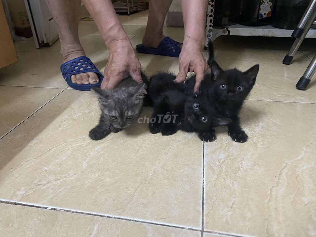 📢 BÁN MÈO CON SIÊU DỄ THƯƠNG 🐱. Mua bán Mèo tại Quận Đống Đa Hà Nội được đăng bởi Lê Thu Hương hình 3