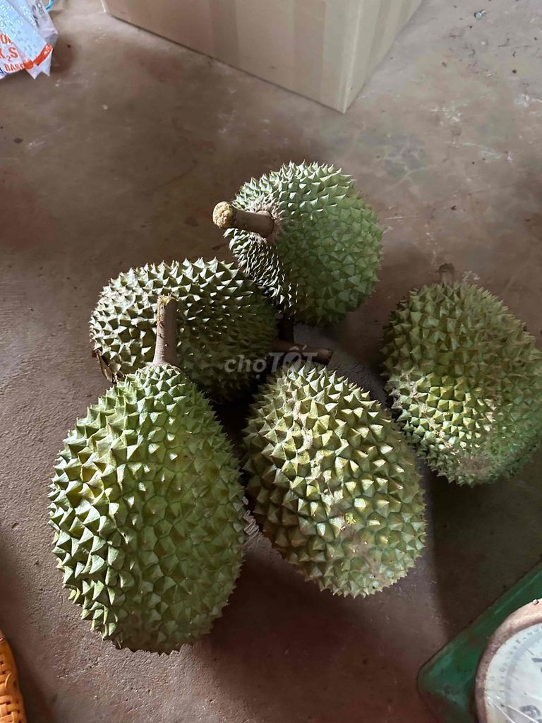 Sầu riêng Musaking Chín cây Hạt lép. Mua bán Đồ ăn, thực phẩm và các loại khác tại Quận 12 Tp Hồ Chí Minh được đăng bởi Thắm Nguyễn hình 1