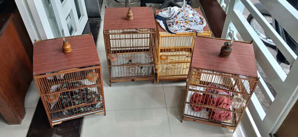 combo 4 cái. Mua bán Phụ kiện, Thức ăn, Dịch vụ tại Quận Ninh Kiều Cần Thơ được đăng bởi lê văn tuấn hình 1