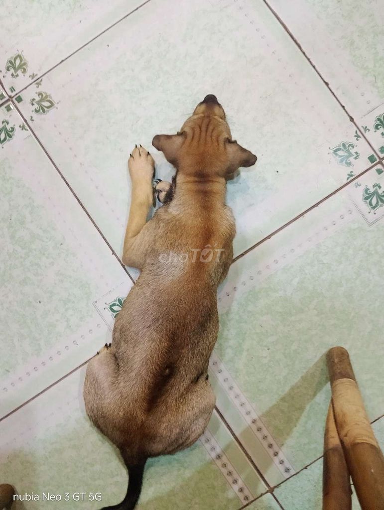Chó cỏ Nâu Cả hai. Mua bán Chó tại Thành phố Thủ Đức Tp Hồ Chí Minh được đăng bởi Anh kiệt hình 1