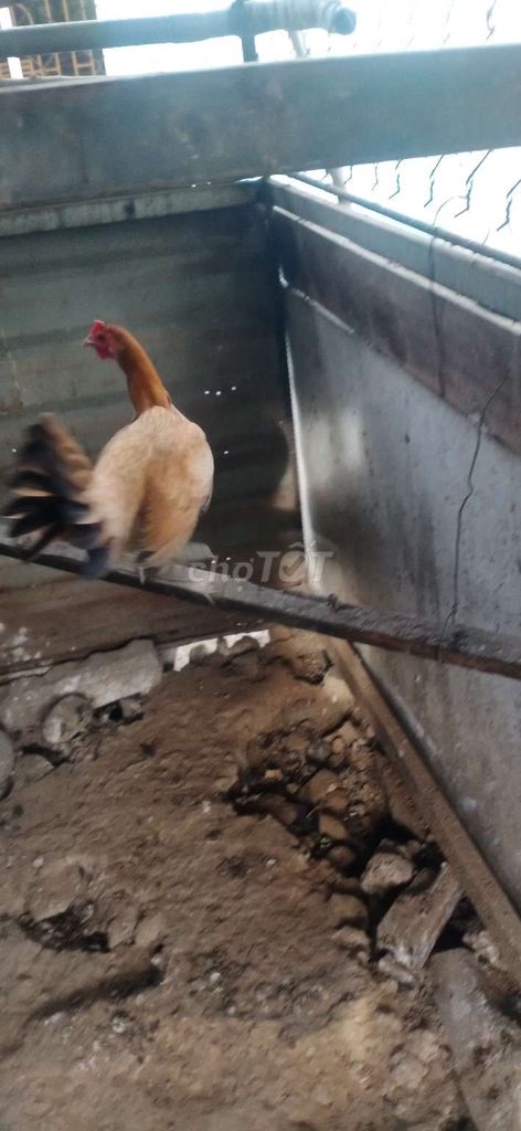 Gà mái Tre tơ Peru Nâu vàng Mới lớn. Mua bán Gà tại Thành phố Dĩ An Bình Dương được đăng bởi aly hình 1