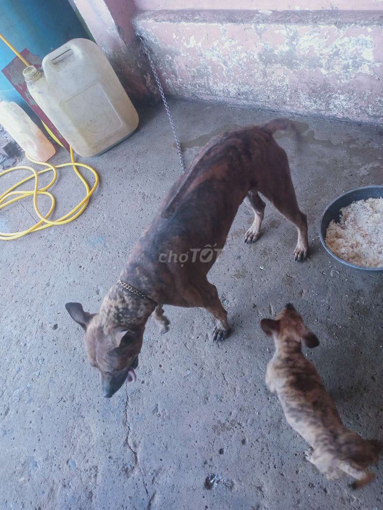 Chó Nâu vằn, Vàng nhạt. Mua bán Chó tại Thị xã Bến Cát Bình Dương được đăng bởi cường hình 1