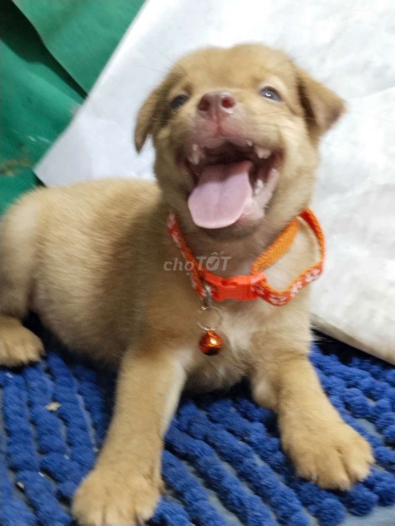 Chó Labrador F1 thân thiện mắt xanh ngọc. Mua bán Chó tại Quận Bình Tân Tp Hồ Chí Minh được đăng bởi Nguyễn Hằng hình 1