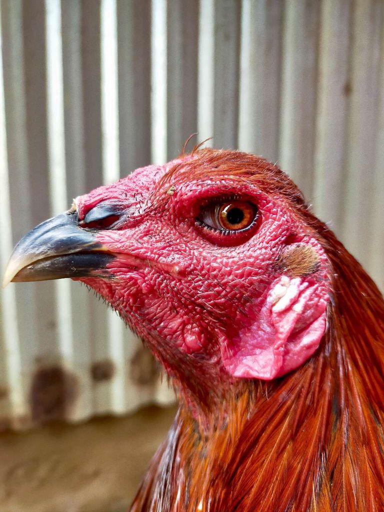 Gà Peru Mỹ đực 10 tháng. Mua bán Gà tại Huyện Vĩnh Thạnh Cần Thơ được đăng bởi dam mê  hình 1