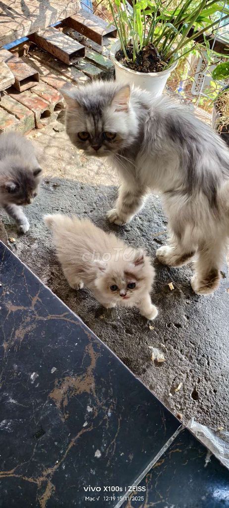 Mèo Ba Tư lai ALN nhiều màu. Mua bán Mèo tại Thành phố Bắc Ninh Bắc Ninh được đăng bởi HVM hình 5