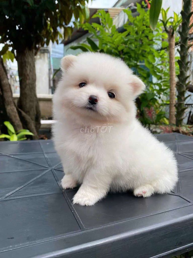 Phốc Sóc Mini Xinh Ngoan Yêu - Cá chỉ từ 1.500. Mua bán Chó tại Quận 6 Tp Hồ Chí Minh được đăng bởi Tiệm Pet Nhà Mun hình 5