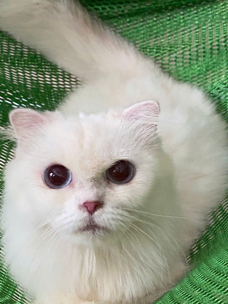 mèo Munchkin cái, lùn,trắng, lông dài, tai cụp. Mua bán Mèo tại Thành phố Thủ Đức Tp Hồ Chí Minh được đăng bởi Tên chưa cung cấp hình 6