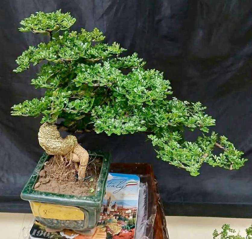 Cây cảnh Cần thăng 60cm tán 80cm. Mua bán Cây cảnh, đồ trang trí tại Quận Tân Phú Tp Hồ Chí Minh được đăng bởi Cây cảnh sàigòn hình 1