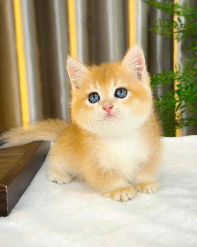 Mèo Golden form to mập. Mua bán Mèo tại Quận Tân Bình Tp Hồ Chí Minh được đăng bởi Meow Meow Cattery hình 1