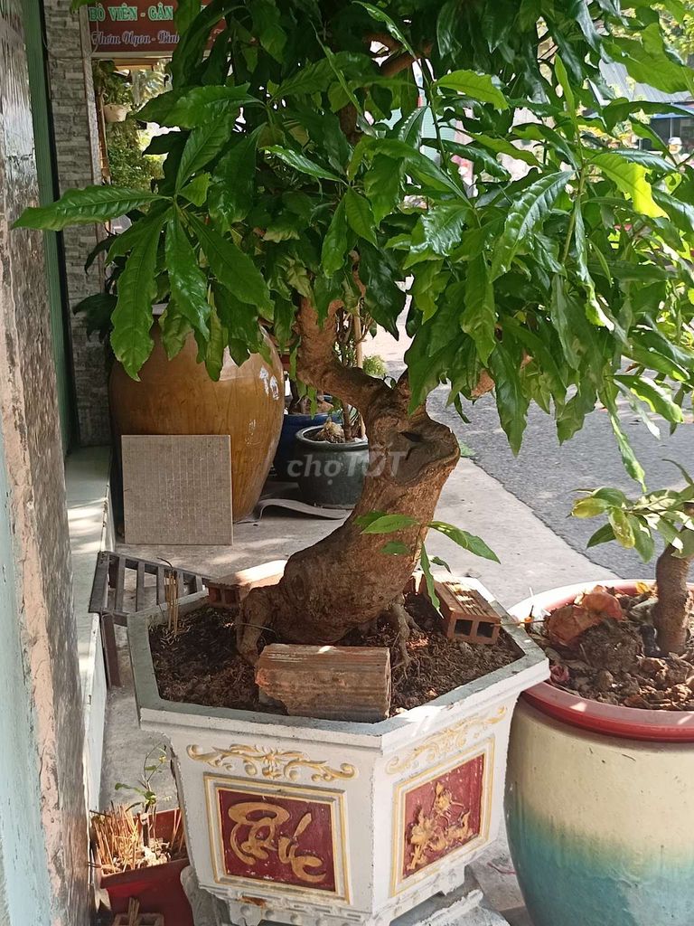 Cây lộc vừng bonsai