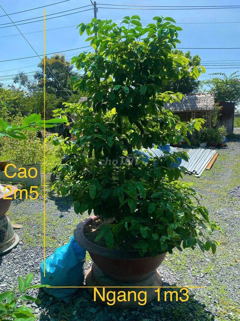 Cây Mai 2m5 1m3 Khỏe, dáng đẹp. Mua bán Cây cảnh, đồ trang trí tại Quận 5 Tp Hồ Chí Minh được đăng bởi AD Nguyên hình 1
