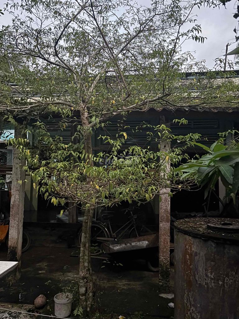 bán cây mai chiếu thuỷ. Mua bán Cây cảnh, đồ trang trí tại Huyện Ba Tri Bến Tre được đăng bởi thanh trần hình 1