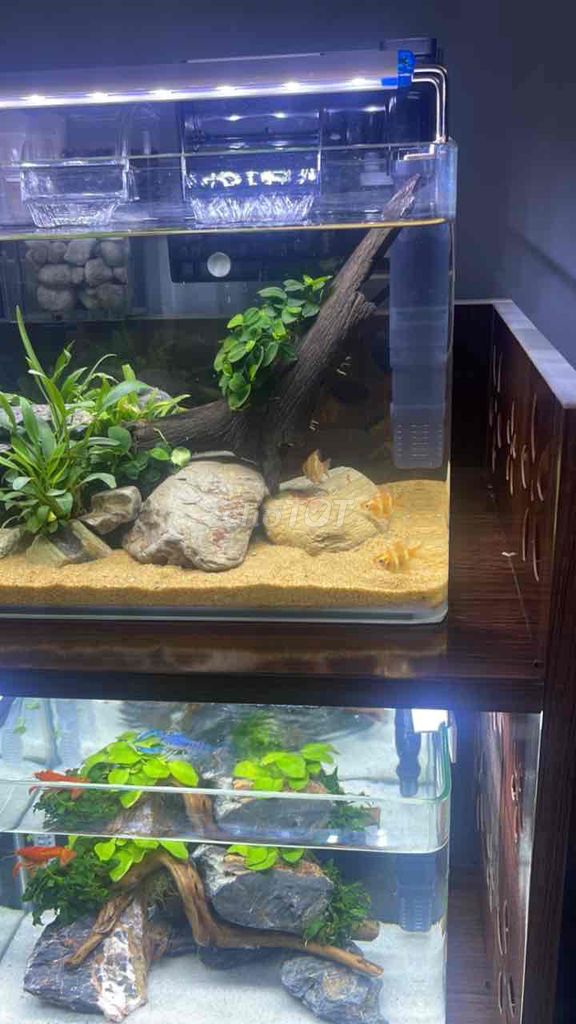Thanh lý cá giá siêu rẻ. Mua bán Thú cưng khác tại Thành phố Huế Thừa Thiên Huế được đăng bởi Giấy MT hình 1