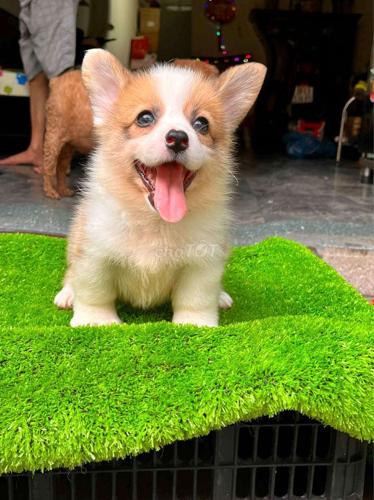 Chó corgi thuần. Mua bán Chó tại Quận 5 Tp Hồ Chí Minh được đăng bởi Danny Dung hình 1