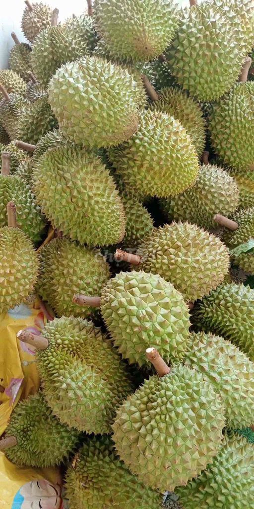 Sầu riêng Xanh, vàng Múi dày. Mua bán Đồ ăn, thực phẩm và các loại khác tại Huyện Krông Pắc Đắk Lắk được đăng bởi Sơn hình 1
