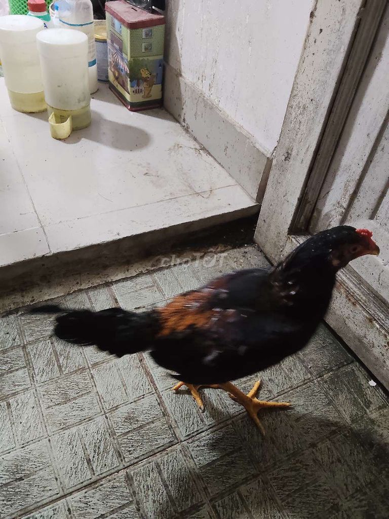 Gà Asil Mỹ đực 3 tháng. Mua bán Gà tại Quận Tân Bình Tp Hồ Chí Minh được đăng bởi Tài hình 1