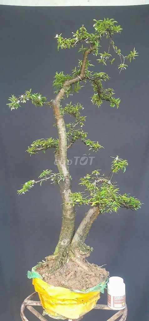 Thanh lý mai chiếu thủy phụ tử. Mua bán Cây cảnh, đồ trang trí tại Huyện Ý Yên Nam Định được đăng bởi Đinh Cúc hình 1