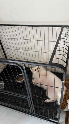 Chó Phốc Sóc Trắng 5kg. Mua bán Chó tại Thành phố Bắc Ninh Bắc Ninh được đăng bởi Shop Thanh Lý