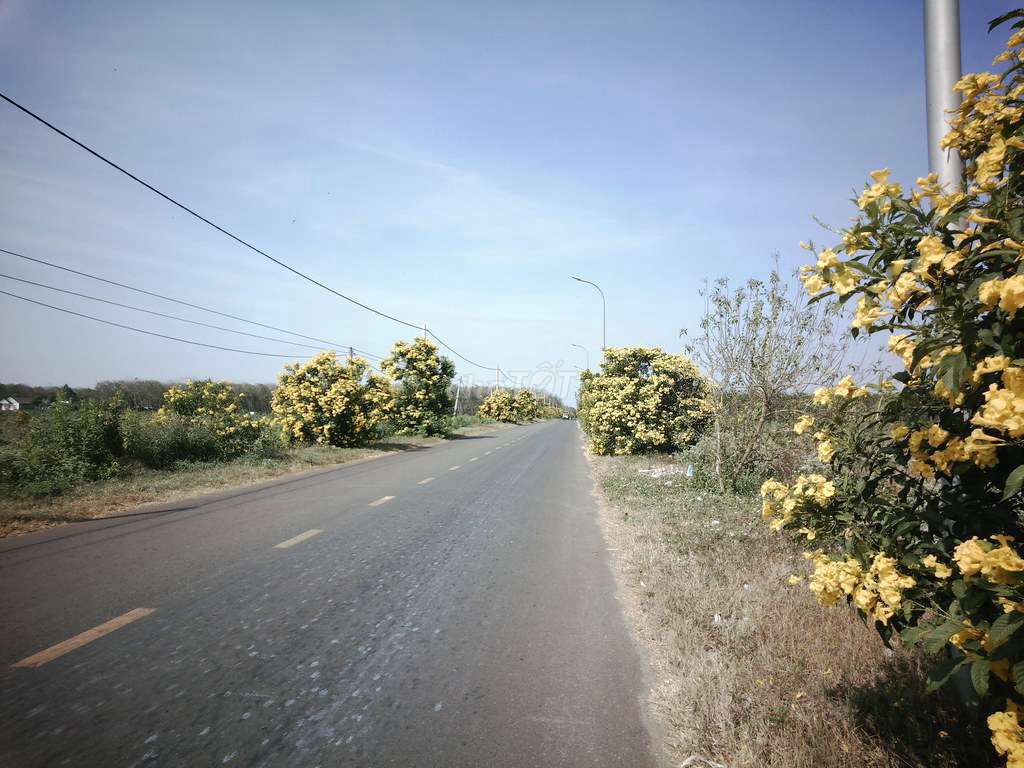 Máy ảnh giấy papershoot