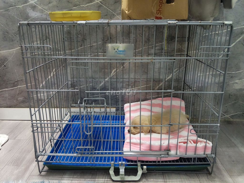 Chuồng thú cưng Sắt Xám M Xếp gọn. Mua bán Phụ kiện, Thức ăn, Dịch vụ tại Huyện Nhà Bè Tp Hồ Chí Minh được đăng bởi Hải Yến hình 1