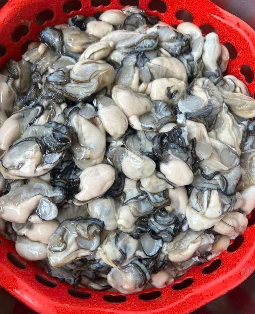 Hàu sữa tươi sống 1kg. Mua bán Đồ ăn, thực phẩm và các loại khác tại Thành phố Vũng Tàu Bà Rịa - Vũng Tàu được đăng bởi nguyễn Văn Hữu  hình 1