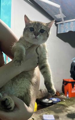 Golden ny11. Mua bán Mèo tại Quận Sơn Trà Đà Nẵng được đăng bởi Le Hoan