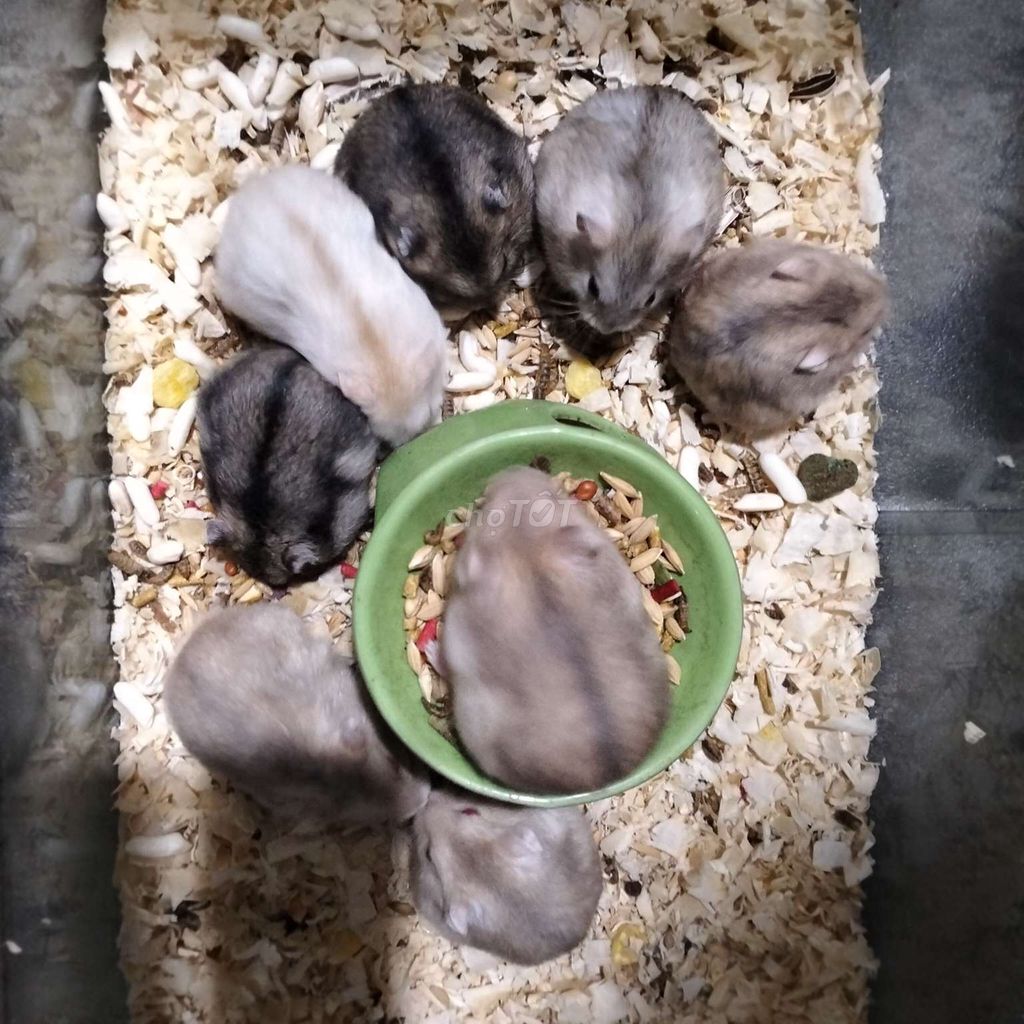 chuột hamster nhiều màu . Mua bán Thú cưng khác tại Huyện Hàm Tân Bình Thuận được đăng bởi Hiếu  Nguyễn  hình 1