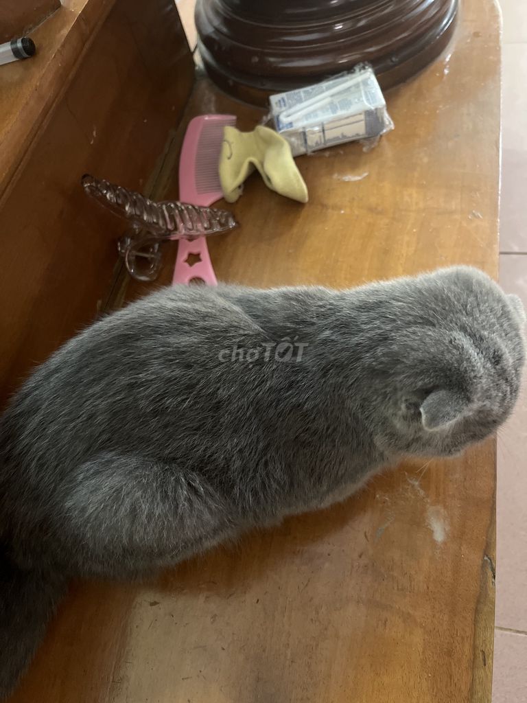 mèo Anh lông ngắn tai cụp màu xám xanh. Mua bán Mèo tại Huyện Mai Sơn Sơn La được đăng bởi Tên chưa cung cấp hình 1