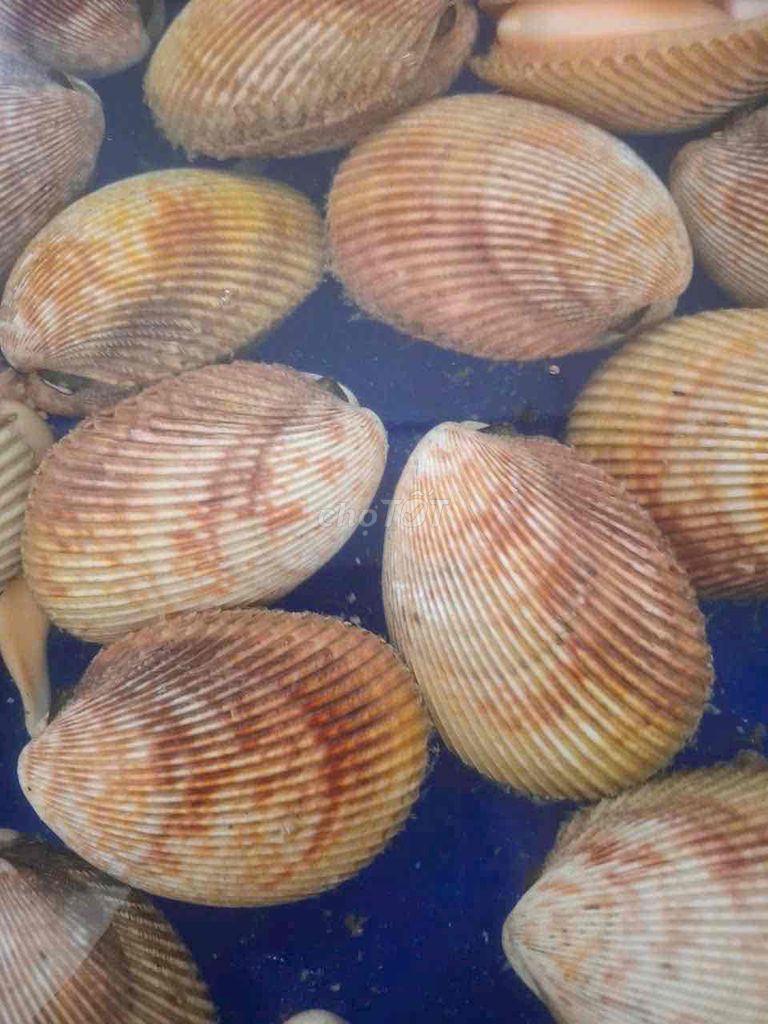 Cung cấp Hải Sản tươi sống. Mua bán Đồ ăn, thực phẩm và các loại khác tại Thành phố Thủ Đức Tp Hồ Chí Minh được đăng bởi Khôi Kiều hình 1