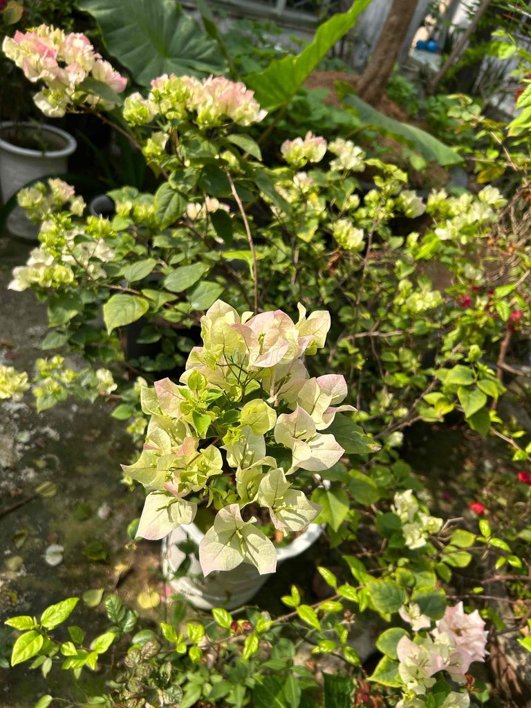 Cây cảnh Sakura phớt hồng. Mua bán Cây cảnh, đồ trang trí tại Quận Liên Chiểu Đà Nẵng được đăng bởi nguyễn nguyễn hình 1