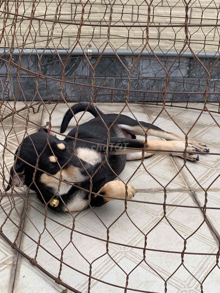 Chó lai giống Rottweiler + Cỏ màu Đen - Đực. Mua bán Chó tại Thành phố Thủ Đức Tp Hồ Chí Minh được đăng bởi NDTHưng hình 2